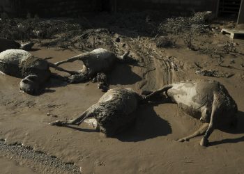 Υγειονομική βόμβα στα Κανάλια Μαγνησίας – 500 άταφα ζώα από ευλογιά αιγοπροβάτων, σε απόγνωση οι κτηνοτρόφοι