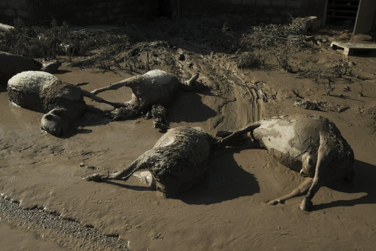 Υγειονομική βόμβα στα Κανάλια Μαγνησίας – 500 άταφα ζώα από ευλογιά αιγοπροβάτων, σε απόγνωση οι κτηνοτρόφοι