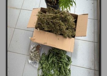 Συνελήφθη Τρικαλινός με 9 δεντρύλλια και περισσότερο του 1 κιλού κάνναβης  