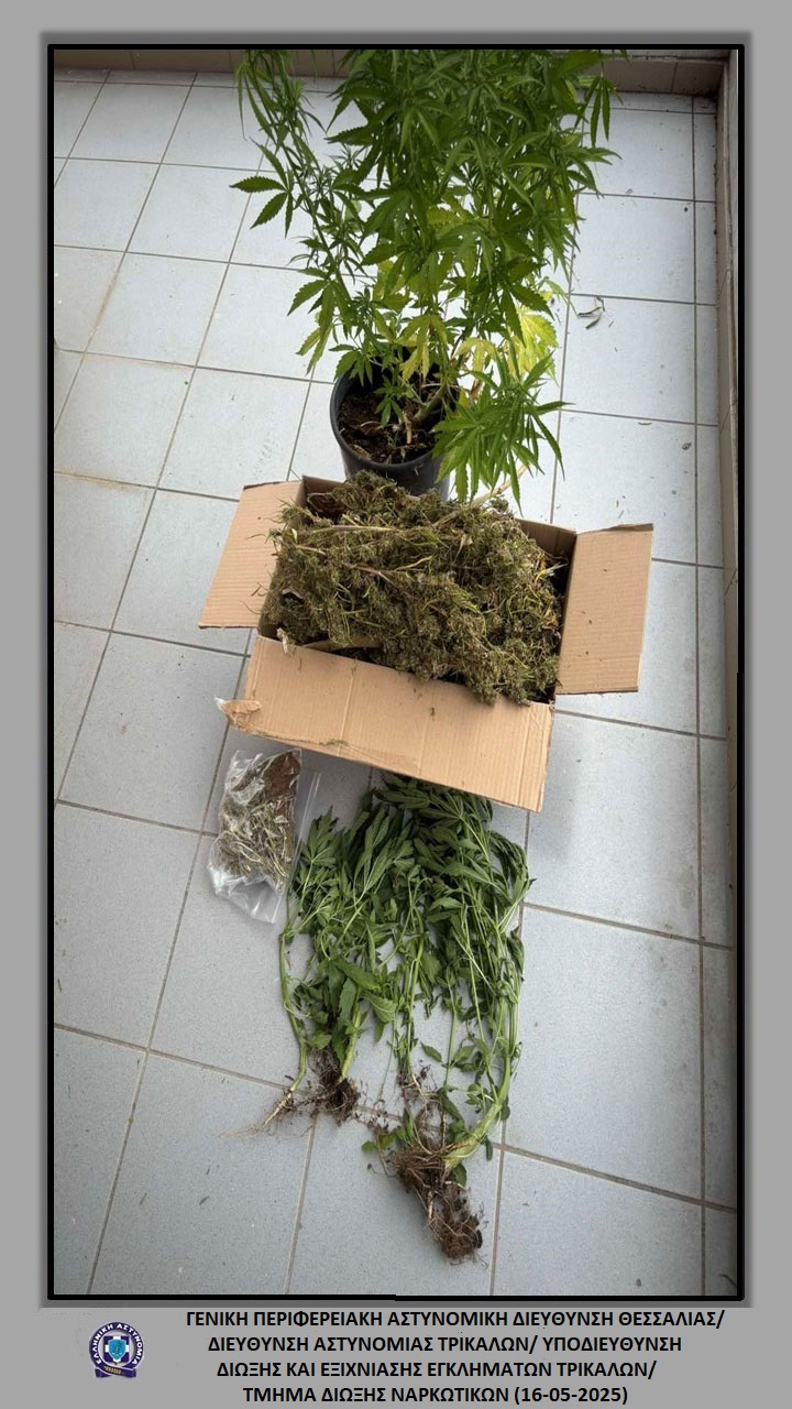 Συνελήφθη Τρικαλινός με 9 δεντρύλλια και περισσότερο του 1 κιλού κάνναβης  