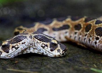 Tα 5 προειδοποιητικά σημάδια ότι έχετε ένα φίδι που κρύβεται στον κήπο σας