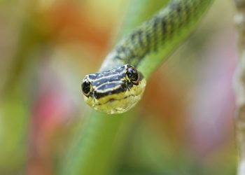 Ανησυχία στη Νέα Ιωνία Βόλου: Φίδι εμφανίστηκε σε πάρκο (ΕΙΚΟΝΑ)