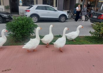 Τα Τρίκαλα, goose-friendly πόλη! Οι χήνες του Ληθαίου βολτάρουν στους δρόμους και στα πεζοδρόμια