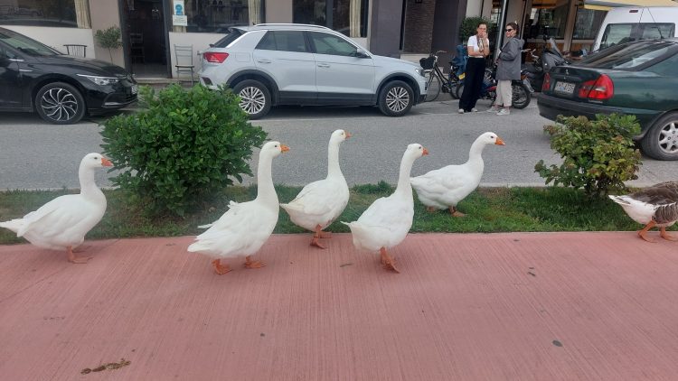 Τα Τρίκαλα, goose-friendly πόλη! Οι χήνες του Ληθαίου βολτάρουν στους δρόμους και στα πεζοδρόμια