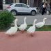 Τα Τρίκαλα, goose-friendly πόλη! Οι χήνες του Ληθαίου βολτάρουν στους δρόμους και στα πεζοδρόμια