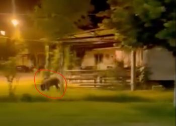 Aγριογούρουνα κάνουν βραδινές βόλτες στον Βόλο – Δείτε βίντεο