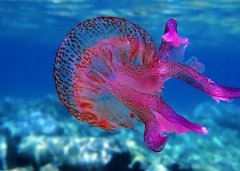 Σε έξαρση οι μωβ μέδουσες στη Β. Εύβοια και σε Σκιάθο, Σκόπελο – Τι κάνουμε αν μας τσιμπήσουν