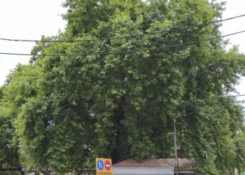 Αυτό είναι το χωριό της Λάρισας με τον επιβλητικό πλάτανο 200 ετών – Δύο αιώνες σκιάς, μνήμης και ζωής (ΕΙΚΟΝΕΣ – ΒΙΝΤΕΟ)