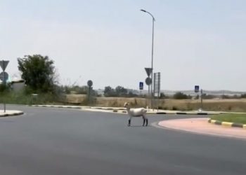 Άναυδοι οι οδηγοί, σαστισμένη κατσίκα βολτάρει σε κυκλικό κόμβο της Λάρισας (BINTEO)