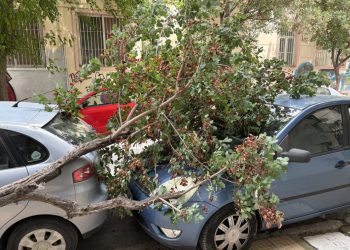 Ξεριζώθηκε δέντρο και καταπλάκωσε αυτοκίνητα – Δείτε φωτογραφίες