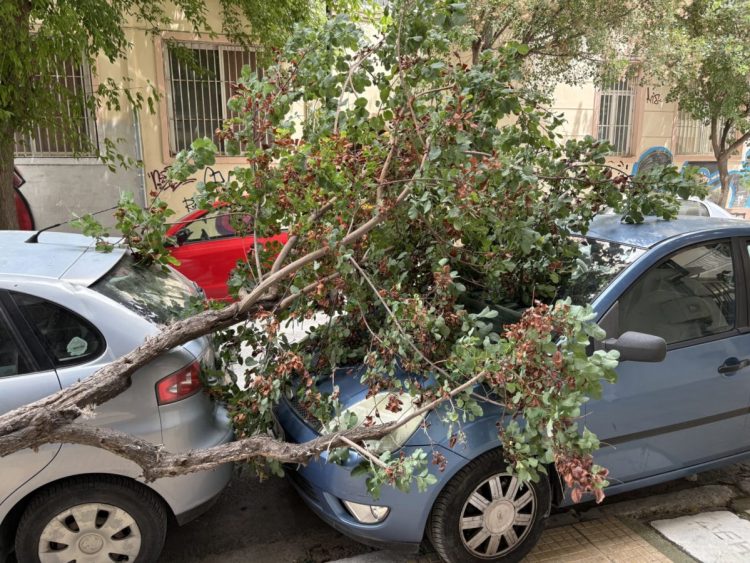 Ξεριζώθηκε δέντρο και καταπλάκωσε αυτοκίνητα – Δείτε φωτογραφίες