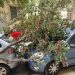 Ξεριζώθηκε δέντρο και καταπλάκωσε αυτοκίνητα – Δείτε φωτογραφίες