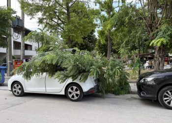 Τμήμα δέντρου έσπασε και πλάκωσε αυτοκίνητο (ΕΙΚΟΝΕΣ)