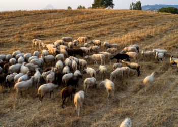 Λάρισα: Ξαναχτυπά ο εφιάλτης της ευλογιάς – Ζώα οδηγούνται σε θανάτωση – Σε ποιες περιοχές εμφανίστηκε το πρόβλημα