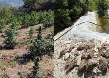 Πολυετείς καθείρξεις για την χασισοφυτεία στον Τύρναβο με την τριμελή οικογένεια