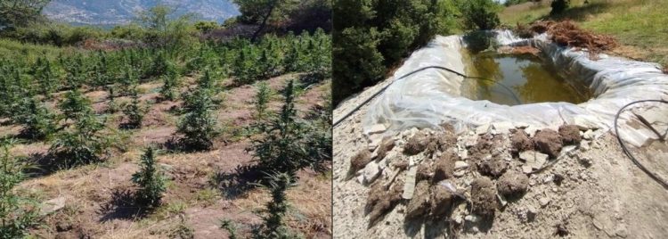 Πολυετείς καθείρξεις για την χασισοφυτεία στον Τύρναβο με την τριμελή οικογένεια