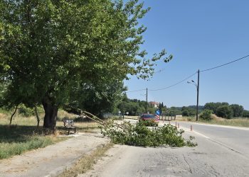 Επικίνδυνη πτώση κλαδιού στον δρόμο στη Σωτήρα – Ευτυχώς χωρίς θύματα