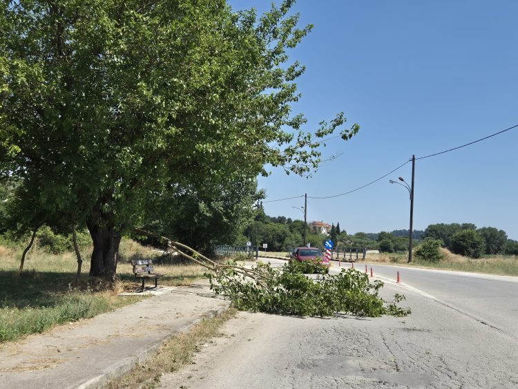 Επικίνδυνη πτώση κλαδιού στον δρόμο στη Σωτήρα – Ευτυχώς χωρίς θύματα