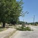 Επικίνδυνη πτώση κλαδιού στον δρόμο στη Σωτήρα – Ευτυχώς χωρίς θύματα