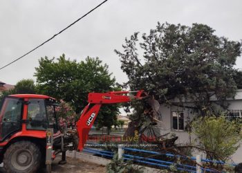 Ζημιές από πτώσεις δέντρων στο Δήμο Παλαμά – Ζημιές και σε καλλιέργειες καλαμποκιού (ΕΙΚΟΝΕΣ)