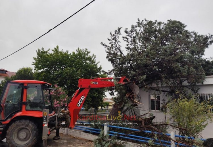 Ζημιές από πτώσεις δέντρων στο Δήμο Παλαμά – Ζημιές και σε καλλιέργειες καλαμποκιού (ΕΙΚΟΝΕΣ)