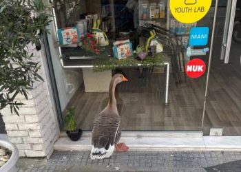 Στα Τρίκαλα, ακόμη και οι χήνες είναι κοκέτες!