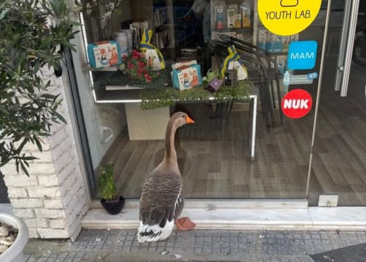Στα Τρίκαλα, ακόμη και οι χήνες είναι κοκέτες!