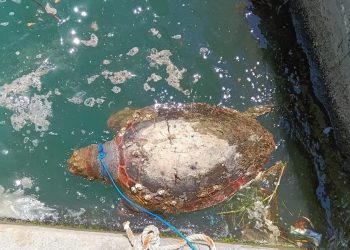 Νεκρή θαλάσσια χελώνα στο λιμάνι του Βόλου