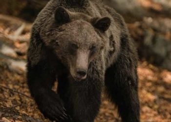 Λαχτάρα για τουρίστριες μετά από συνάντηση αρκούδας με αρκουδάκια στο Καστράκι Καλαμπάκας