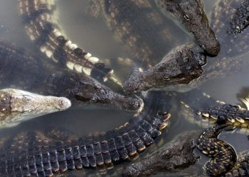 Πήγε για ψάρεμα σε ποτάμι με κροκόδειλους: Ούρλιαζε και πάλευε με το θηρίο, πριν τον κατασπαράξει