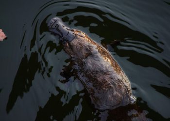 Επιστήμονες έλυσαν μυστήριο 100 εκατομμυρίων ετών για το φύλο των πλατυπόδων