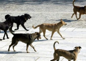Αγέλη αδέσποτων κυνήγησε Βολιώτισσα δικυκλίστρια – Έπεσε με σφορδότητα στο έδαφος και τραυματίστηκε (EIKONA)