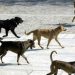 Αγέλη αδέσποτων κυνήγησε Βολιώτισσα δικυκλίστρια – Έπεσε με σφορδότητα στο έδαφος και τραυματίστηκε (EIKONA)