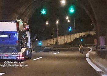 Αρκούδα μέσα σε σήραγγα της Εγνατίας στο Μαλακάσι-Βρέθηκε πρόσωπο με πρόσωπο με τους οδηγούς