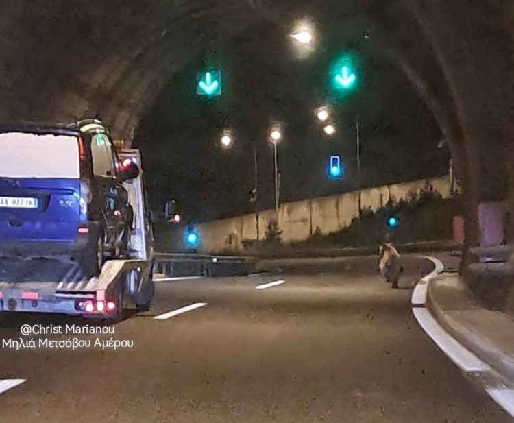 Αρκούδα μέσα σε σήραγγα της Εγνατίας στο Μαλακάσι-Βρέθηκε πρόσωπο με πρόσωπο με τους οδηγούς