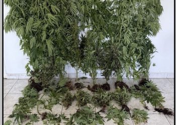Άνδρας συνελήφθη σε περιοχή της Καρδίτσας – Βρέθηκε θερμοκήπιο με δενδρύλλια κάνναβης στην οικία του