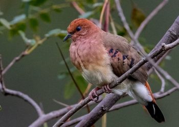 Εκκολάφθηκαν τρία αυγά του σπανιότερου πουλιού στον κόσμο – Ορόσημο για τη διάσωση του είδους