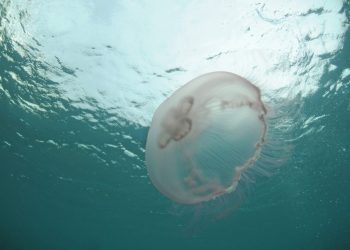 Γιατί γέμισε τσούχτρες ο Παγασητικός – Πως εξηγείται το φαινόμενο και πότε θα υποχωρήσει (ΗΧΗΤΙΚΟ)