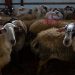 Νέα κρούσματα ευλογιάς των αιγοπροβάτων στη Μαγνησία – Οδηγούνται σε θανάτωση 1.400 ζώα
