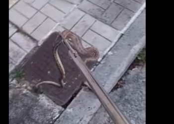 Βρήκαν φίδι στην αυλή του σπιτιού της στη Νέα Δημητριάδα (BINTEO)