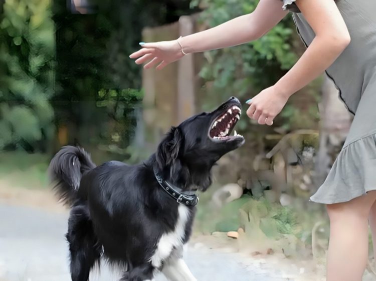 Αδέσποτο σκυλί δάγκωσε 12χρονη και την έστειλε στο νοσοκομείο (ΕΙΚΟΝΕΣ)