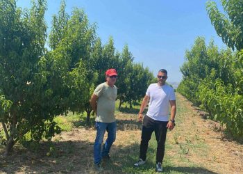 Σε απόγνωση αγρότης που είδε το περιβόλι του «γυμνό» – Η μεγάλη κλοπή και η τεράστια ζημιά – Τι λέει ο ίδιος (ΕΙΚΟΝΕΣ – ΒΙΝΤΕΟ)