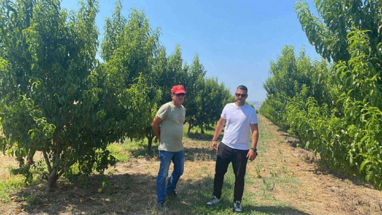 Σε απόγνωση αγρότης που είδε το περιβόλι του «γυμνό» – Η μεγάλη κλοπή και η τεράστια ζημιά – Τι λέει ο ίδιος (ΕΙΚΟΝΕΣ – ΒΙΝΤΕΟ)