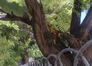 Κορμός δέντρου έτοιμος να πέσει σε κεντρικό δρόμο – Σήμανε …συναγερμός για την απομάκρυνσή του (ΕΙΚΟΝΕΣ)