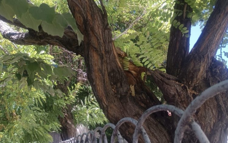 Κορμός δέντρου έτοιμος να πέσει σε κεντρικό δρόμο – Σήμανε …συναγερμός για την απομάκρυνσή του (ΕΙΚΟΝΕΣ)