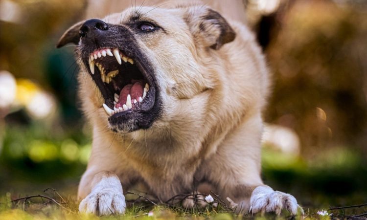 Η γνωστή …αγέλη του Πλαταμώνα περικύκλωσε και κυνήγησε παιδί με πατίνι – Πληθαίνουν τα περιστατικά στην περιοχή