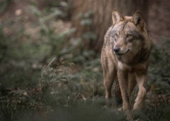 Λύκος κατέβηκε σε χωριό – Τρόμος για τους κατοίκους της περιοχής (ΕΙΚΟΝΑ)