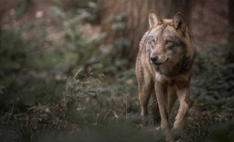 Λύκος κατέβηκε σε χωριό – Τρόμος για τους κατοίκους της περιοχής (ΕΙΚΟΝΑ)
