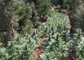 Εντόπισαν τεράστια χασισοφυτεία – Απλωνόταν σε 12 στρέμματα – Στήθηκε ενέδρα