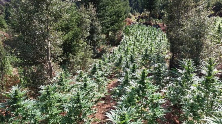 Εντόπισαν τεράστια χασισοφυτεία – Απλωνόταν σε 12 στρέμματα – Στήθηκε ενέδρα